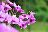 Orquídeas moradas