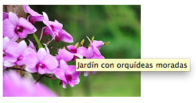 Orquídeas moradas